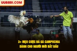 3+ Mẹo Cược Đá Gà Campuchia Dành Cho Người Mới Bắt Đầu