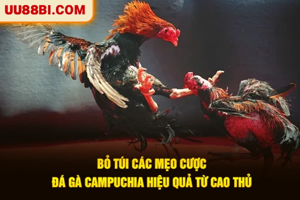 3+ Mẹo Cược Đá Gà Campuchia Dành Cho Người Mới Bắt Đầu 3 Bỏ túi các mẹo cược đá gà Campuchia hiệu quả từ cao thủ