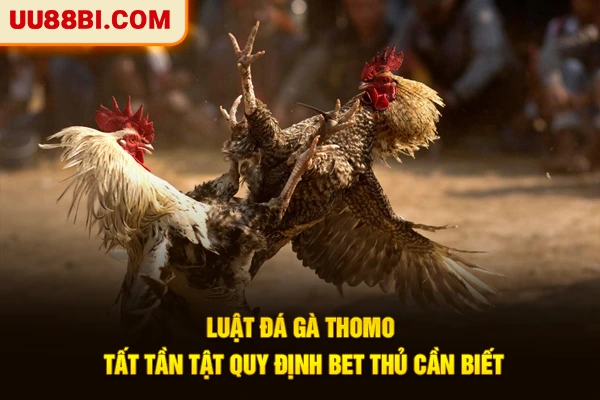 Luật Đá Gà Thomo - Tất Tần Tật Quy Định Bet Thủ Cần Biết 1 Luật Đá Gà Thomo - Tất Tần Tật Quy Định Bet Thủ Cần Biết