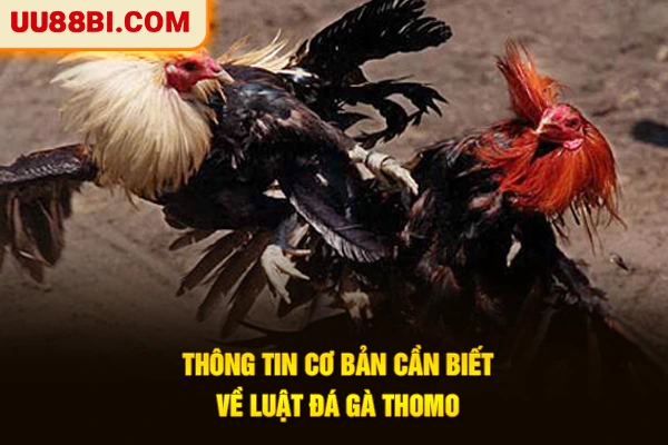 Luật Đá Gà Thomo - Tất Tần Tật Quy Định Bet Thủ Cần Biết 2 Thông tin cơ bản cần biết về luật đá gà Thomo