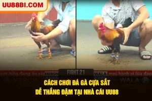 Cách Chơi Đá Gà Cựa Sắt Dễ Thắng Đậm Tại Nhà Cái UU88