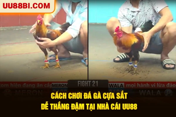 Cách Chơi Đá Gà Cựa Sắt Dễ Thắng Đậm Tại Nhà Cái UU88 1 Cách Chơi Đá Gà Cựa Sắt Dễ Thắng Đậm Tại Nhà Cái UU88