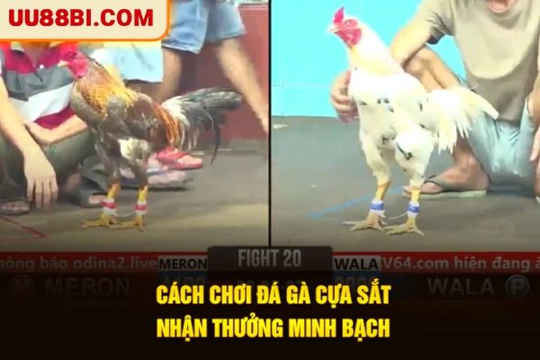 Cách Chơi Đá Gà Cựa Sắt Dễ Thắng Đậm Tại Nhà Cái UU88 4 Cách chơi đá gà cựa sắt nhận thưởng minh bạch