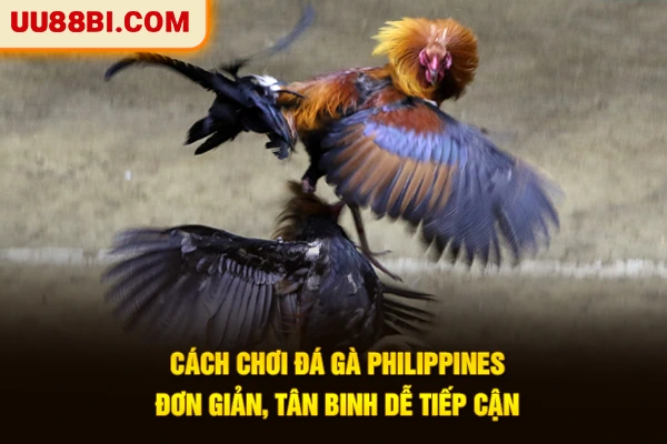 Đá Gà Philippines - Đỉnh Cao Giải Trí Chuẩn Quốc Tế 2026 3 Cách chơi đá gà Philippines đơn giản, tân binh dễ tiếp cận