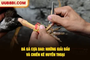 Đá Gà Cựa Dao: Những Giải Đấu Và Chiến Kê Huyền Thoại