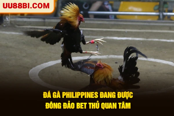 Đá Gà Philippines - Đỉnh Cao Giải Trí Chuẩn Quốc Tế 2026 2 Đá gà Philippines đang được đông đảo bet thủ quan tâm