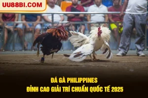 Đá Gà Philippines - Đỉnh Cao Giải Trí Chuẩn Quốc Tế 2026
