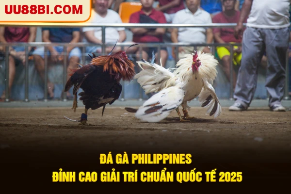 Đá Gà Philippines - Đỉnh Cao Giải Trí Chuẩn Quốc Tế 2026 1 Đá Gà Philippines - Đỉnh Cao Giải Trí Chuẩn Quốc Tế 2026